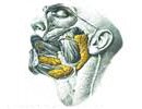 Polish Study Group of Head & Neck Cancer